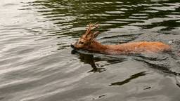 Ree zit vast in het kanaal, zwemmers van de brandweer schieten te hulp