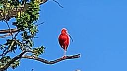 De rode Ibis (Foto: Karin Gielens)