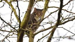 Brandweer rukt uit voor kat in boom