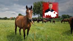 Geen geloei, maar gehinnik: in deze Brabantse stal melken ze paarden