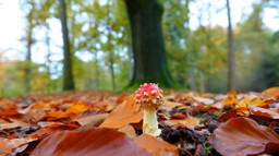 Zo maak je hét ideale herfstplaatje met je mobiel: we dagen je uit