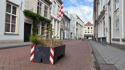 Plantenbakken in de binnenstad van Den Bosch zouden automobilisten moeten dwingen om hun snelheid te minderen (foto: Omroep Brabant).