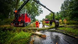 Grote boom valt om en blokkeert weg, regen mogelijk boosdoener