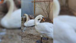 De zieke zwanen uit Vught zijn aan de beterende hand (foto: Vooropvang de Maashorst/Facebook).