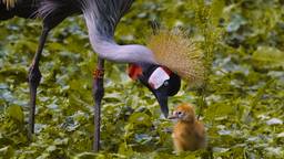 In de Beekse Bergen is een grijze kroonkraanvogel uit het ei gekropen.