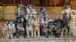 'Dit soort meedogenloze hondenfokkers kun je niet hard genoeg straffen'