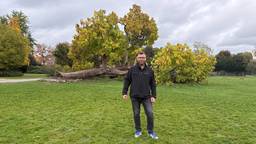 Deze versleten bomen hoeven niet om: 'Leerlingen kunnen erop zitten'