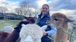 Deze alpaca's smikkelen van kerstbomen