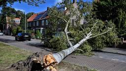 Onstuimig weer leidt tot veel omgewaaide bomen en schade