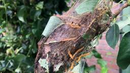 Het spinselnest van de perenspinselbladwesp (foto: Angela Blous).