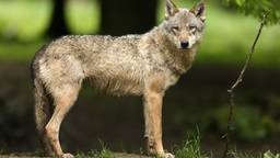 Wel een foto van een echte wolf (foto: ANP).