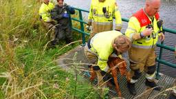 Hond Bèla dacht woensdagmiddag een verfrissende duik in een beekje aan de Berlicumseweg in Rosmalen te nemen, maar dat eindigde in een groot avontuur voor de Hongaarse vizsla én haar baasje Marion van den Heuvel.