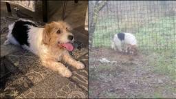 Hond Matty na een jaar eindelijk teruggevonden en gevangen