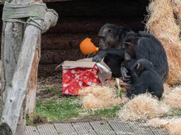 Dank u, sinterklaasje! (foto: Dierenrijk).