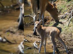 De pasgeboren Fokko in Beekse Bergen (foto: Mariska Vermij - van Dijk / Safaripark Beekse Bergen).