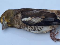 Een jonge appelvink  (foto: Frederik Meyer).