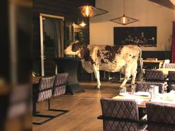 De koe in het restaurant (foto: Herberg de Brabantse Kluis).