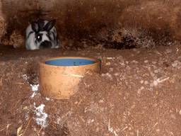 Een zeer vervuild hok (foto: Dierenbescherming).