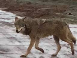 Mitch spot wolf in Steenbergen