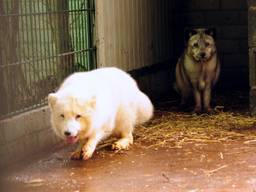 Twee van de vijf vossen verkennen hun nieuwe behuizing (foto: Animal Rights).