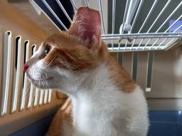 Foto: Facebook dierenasiel Breda.