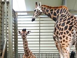 Girafje geboren in Beekse Bergen, het is een meisje!