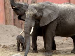 WEB_HOR_OLIFANT.Copy.01.transfer
