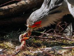 Secretarisvogeltje geboren in de Beekse Bergen (foto: Mariska Vermij / Safaripark Beekse Bergen)