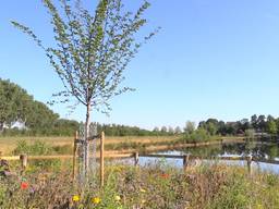 Deze iep in Reek is één van de 12 monumentale bomen in Landerd.