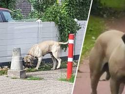 Deze hond sloeg meerdere keren toe in Haagse Beemden (foto: Facebook Marilene Ophorst/Haagse Beemden)