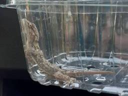 De gekko die opdook tussen het fruit (foto: Facebook/Dierenambulance Brabant Noord-Oost).