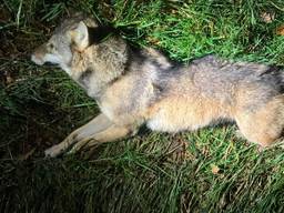 De wolf is door Rijkswaterstaat langs de snelweg gelegd na de klap (foto: Rijkswaterstaat).