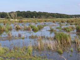 De Noordpolder in Ossendrecht, op de achtergrond de Brabantse Wal.