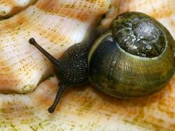 Segrijnslakken zijn dol op verse planten, maar haten koffiedrab (foto: Sytske Dijksen).