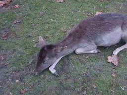 Het hertje was er zo slecht aan toe dat besloten werd het dier te laten inslapen (foto: Facebook boerderij Den Hof).