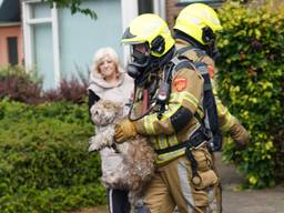 Honden, katten en een papegaai gered bij brand in huis