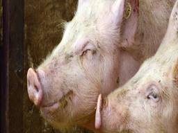 Er gloort een eind aan een varkenshouderij bij De Kampina (foto: gemeente Oirschot).