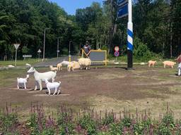 Zo stonden de polyester dieren op de rotonde voor de diefstal (foto: Facebook speelboerderij Den Scherpenberg).