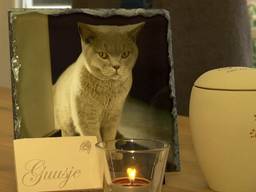 Eén van de katten die in Stiphout waren gekocht en binnen enkele maanden overleden (foto: House of Animals).