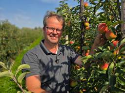 Sappig en zoet: appeloogst stijgt naar recordhoogte bij fruitteler Rik