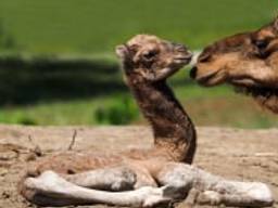 Het dromedarisje (foto: Beekse Bergen/Mariska Vermij - van Dijk).