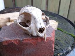 De schedel van een kat (foto: Arie Spierings).