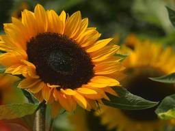 De Brabantse zonnebloemen uit een stalletje. 