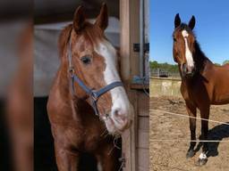 Cabalero en Gento toen ze nog bij de manege waren (foto: Manege Meulendijks).