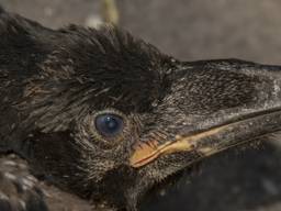 Een jonge raaf op De Maashorst (foto: Vogelwacht Uden).