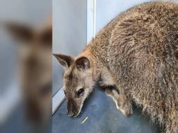 Loslopende wallaby gevangen op camping, de eigenaar is terecht