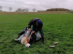 Henk van Meel bij een van zijn doodgebeten schapen.