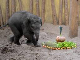 Olifantje Rashmi viert zijn eerste verjaardag (foto: Dierenrijk)