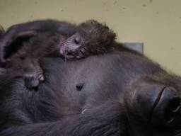 Het pasgeboren gorillajong (foto: Beekse Bergen). 
