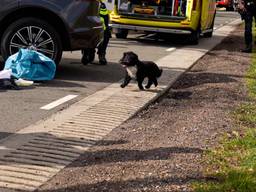 Het hondje rende na de crash in Deurne weg, maar kwam terug om bij het overleden baasje te treuren (foto: Harrie Grijseels/SQ Vision).